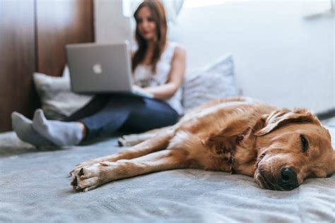 airbnb dog friendly|13 of the best dog